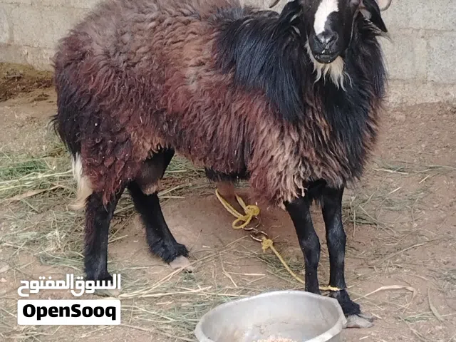كبش للبيع سمين لذبخ او تربيه