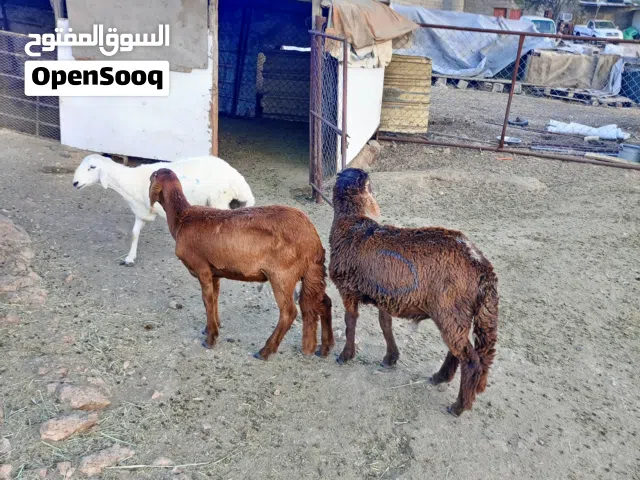 خراف للبيع