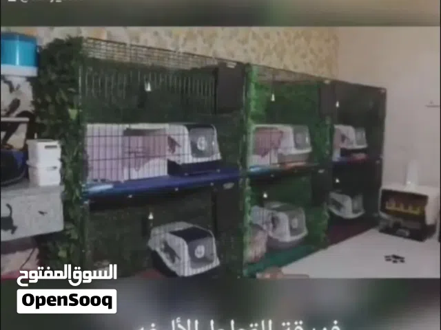 فندق القطط  سوزي كات لاستضافة القطط الأليفة