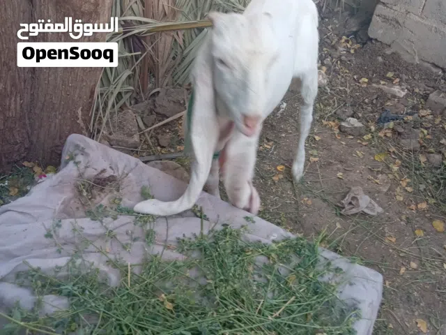 صخول بكريه فول مواصفات