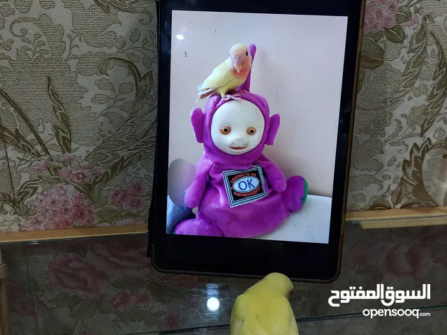 ببغاء روز اصفر