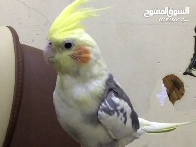 كوكتيل اليف يحجي ذكر ، كوكتيل ذكر اليف ، كوكتيل اليف ، كوكتيل يحجي ، كوكتيل اليف