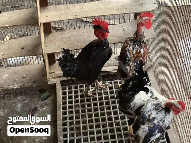 متاح ديوك ابوركيبه عدد 6 + ديك شوكي