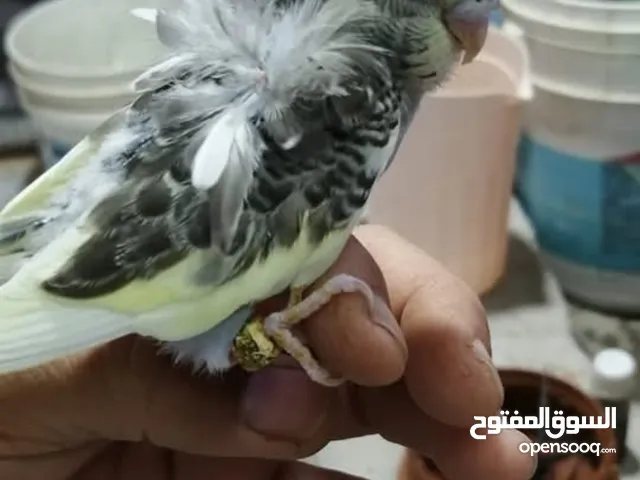 سلام عليكم مطلوب فحل غندور روز لي عنده يراسلني وتساب