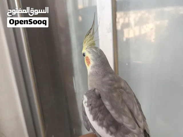 كوكتيل للبدل على بلايستيشن 3