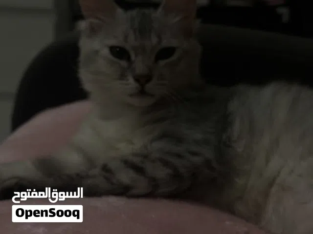 playful kitten for adoption! looking for forever home قطه لعوبه للتبني