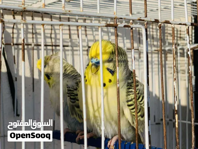 جوز ماشاءالله تبارك الله 130د مل اخر طالق صاحبي الواتي