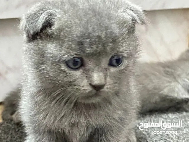 قطه سكوتش فولد بيور للبيع