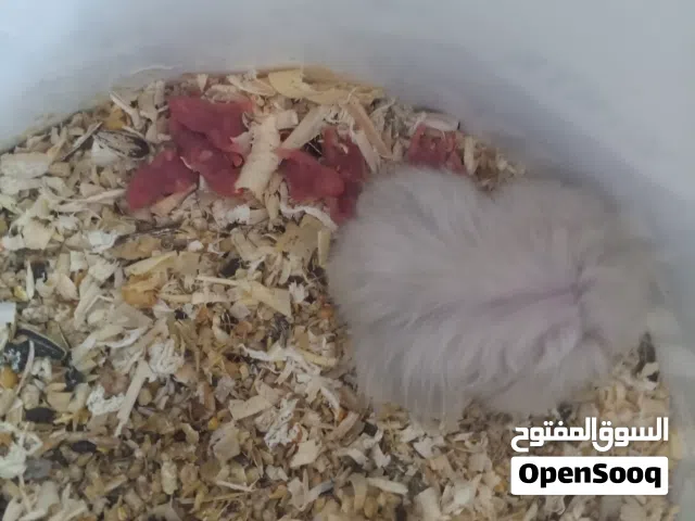 هامستر السوري فرو طويل موجود امايات مع فراخ