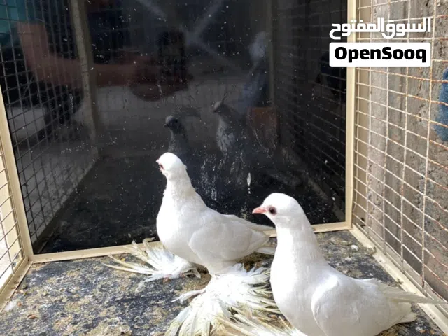 سلام عليكم  اللهم بارك  متاح انتاج شقلاباز سروال دج  موصفات ربي يبارك  ربي يبارك في رزاق لجميع