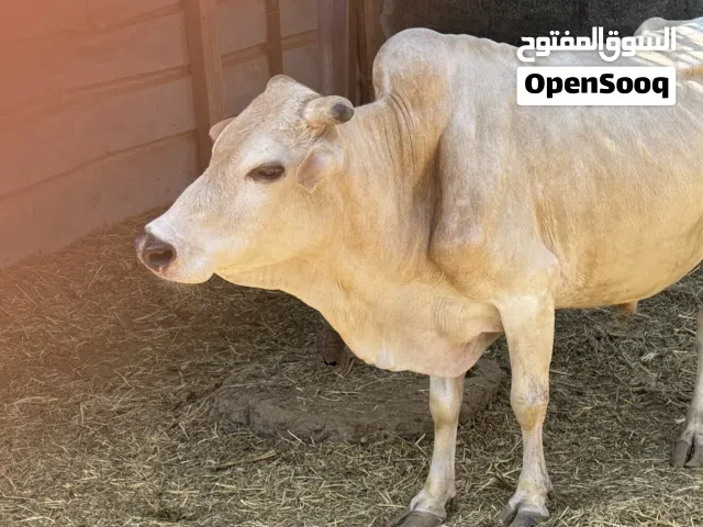 ثور عماني للبيع