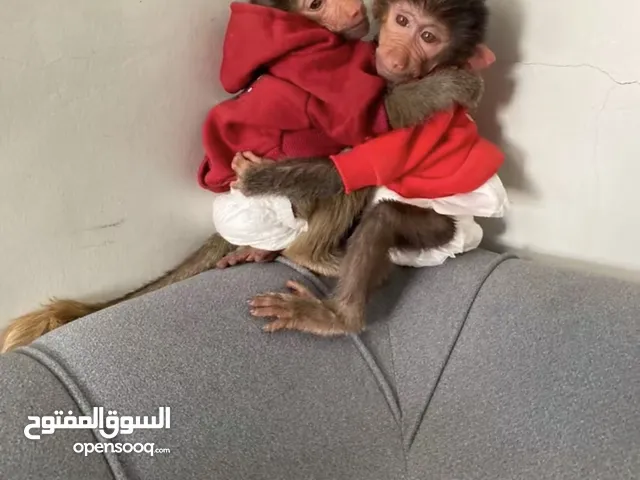 قرد للبيع عمره 3 اشهر