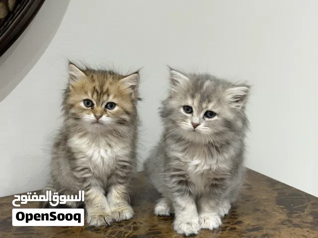 قطط للبيع مهجن الام سكوتش ستريت ذهبي والاب شيرازي