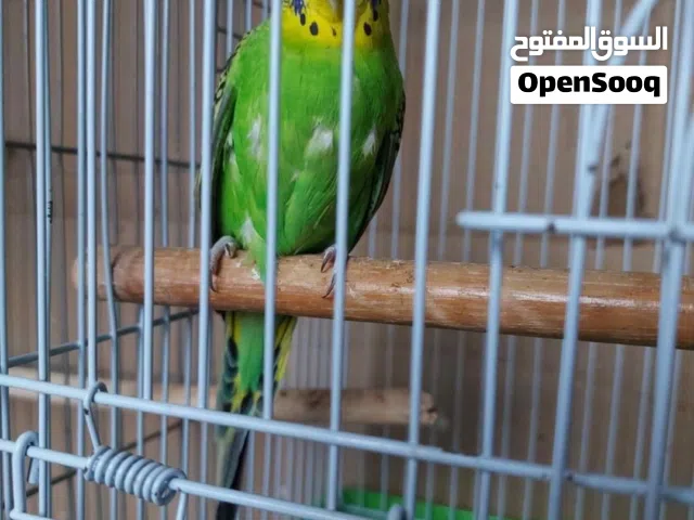 انثي بادجي نشطه للتزاوج