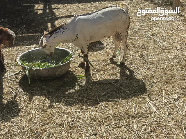 تيس فحل صلاله محلي للبيع صحته ممتازه