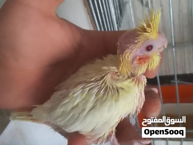 افراخ كوكتيل لاتينو والبينو وجوز وايت فيس اسبلت البينو