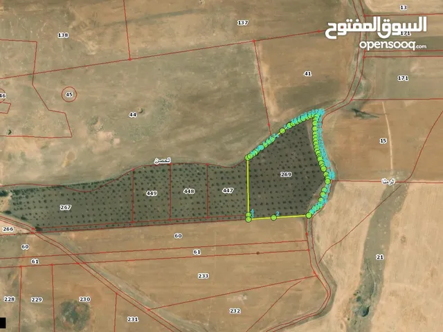 ( 12دونم ) الحصن ضمن حوض ام الابار الشرقية مرزوعة زيتون