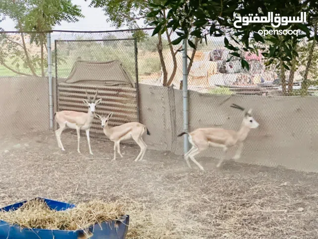 Arabian Reem Gazalle - The Legacy Of The Desert And The Beauty Of Nature