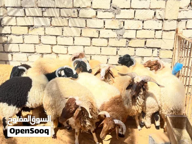 أضحي للبيع ربي يبارك الاسعار من 2800الى3500