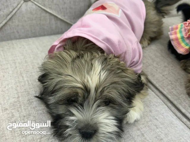 كلاب للبيع نوع اليف بيتوتي (نوع هجين) (بداعي تسحيل للجامعة)