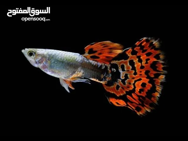 اسماك الجوبي