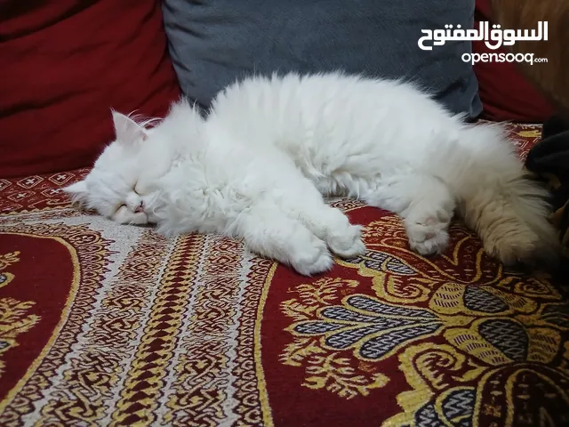 ذكر شيرازي عمرو6 شهور