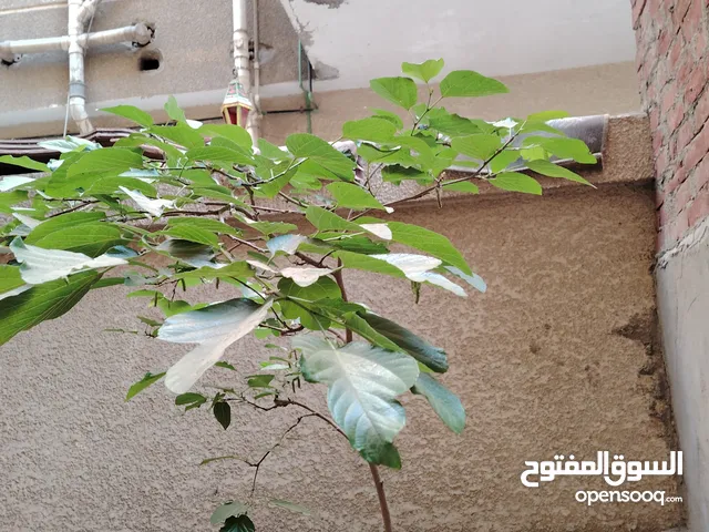 بيت للبيع موقع مميز جدا فالجلاء المنصورة قريب جدااا من الجامعة بسعر محروق لسرعة البيع لعدم التفرغ