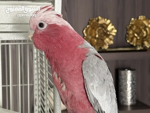 ببغاء جالا المتكلم