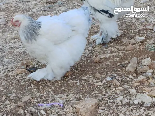 بيض براهما نخب
