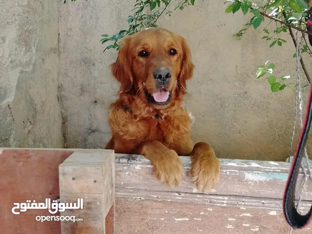 كلب في حاله جيده