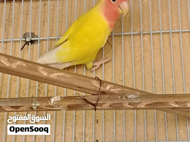 للبيع زوج روز