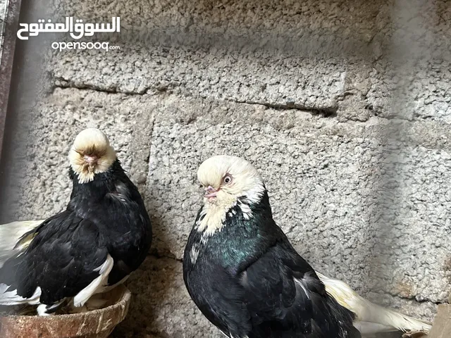 حمام لونج فيس