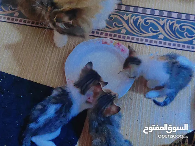 تبني تبني قطط