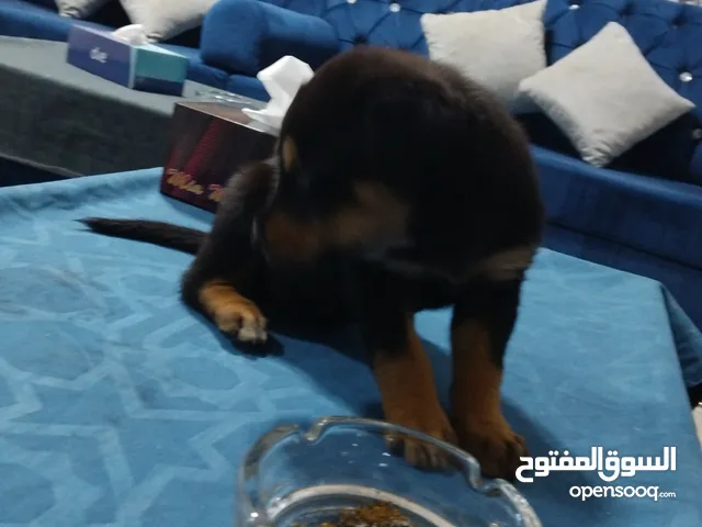 روت وايلر عمره 40 يوم