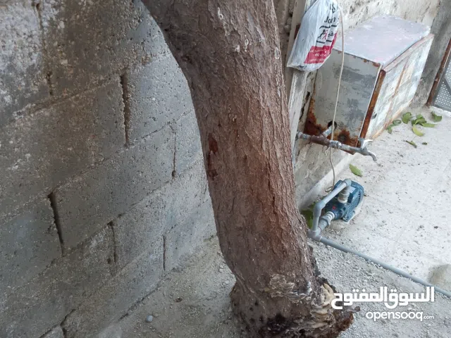 شجرة مشمش ناشف يابسة للبيع