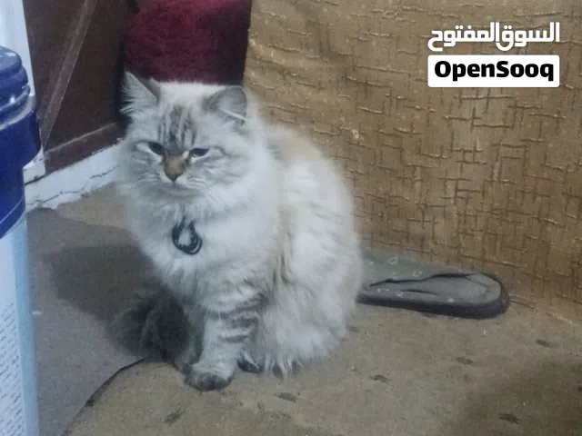 انثي سبب البيع لعدم التفرغ