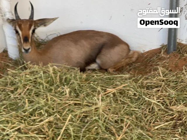 غزلان دماني