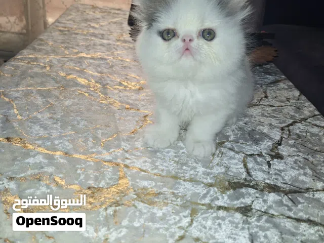 قط بيرشن فن بلو بيكي فيس