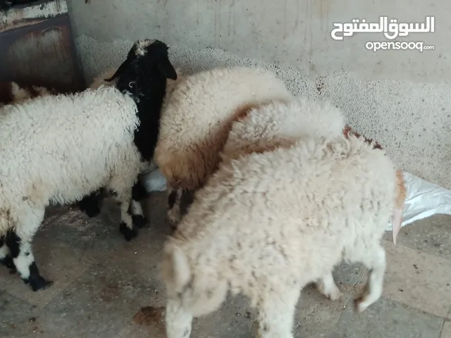 5عبر وخروف واحد عمر 5شهور للبيع