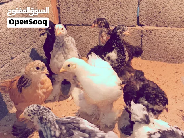 بسم الله ماشاالله متوفر كتكوت براهمي