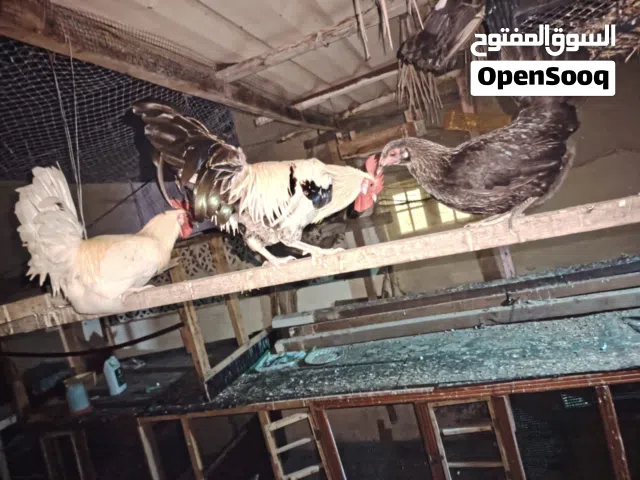 البيع ديكين ودجاجه منتجه