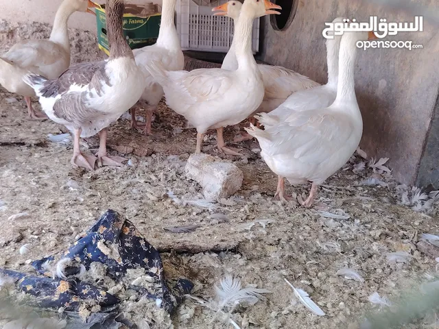 وز عدد 7 الكرك القصر