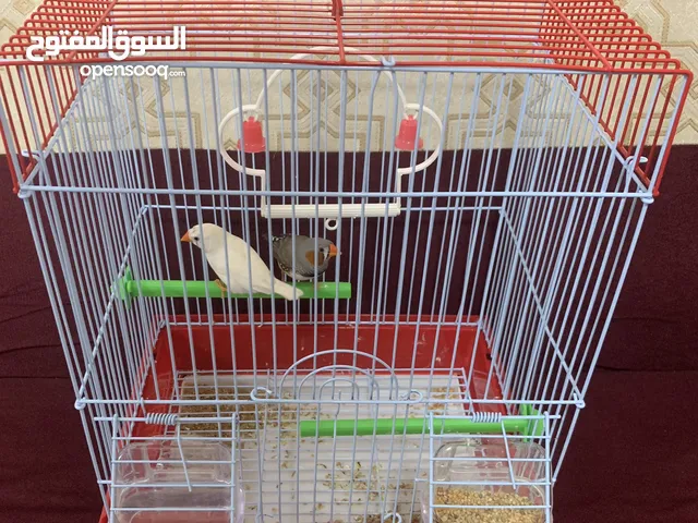 للبيع زوج زيبرا