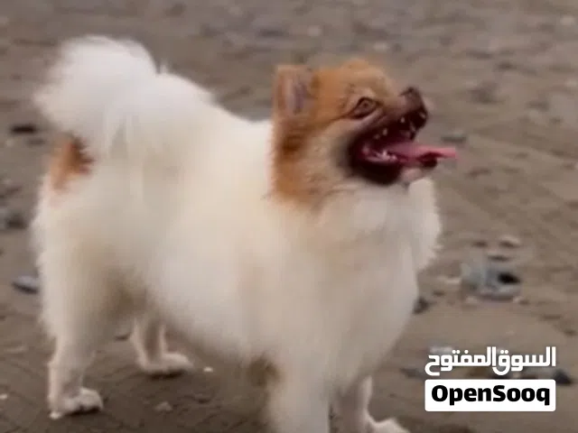 كلبه اليفه ولعوبه معا الاطفال