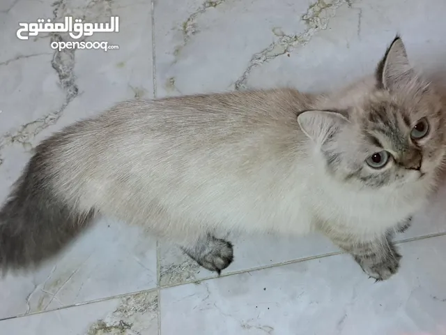 قطط للتبني