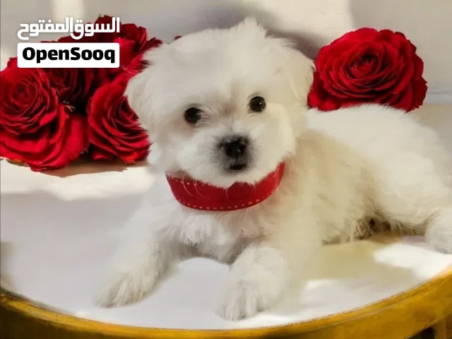 أجمل هديه بنوته هافنيز ميني بوكت بيورر