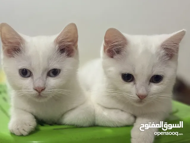 3 كتنز للتبني kittens for adoption
