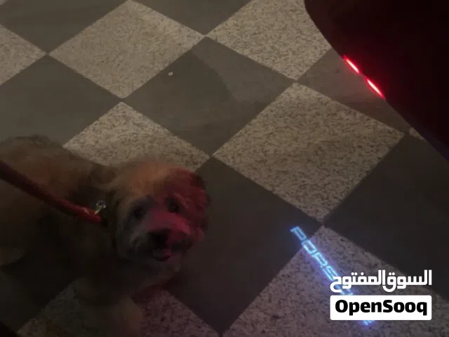 كلب مالتيزر للبيع