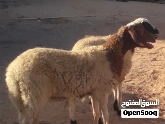زوز إفطايم برقاويات عمرهم 5شهور إفاطايم ماشاء الله لا قوة إلا بالله خاليات من جميع العيوب سعر الواحد