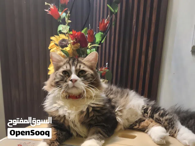 قط كبير طالب تزاوج لتبني